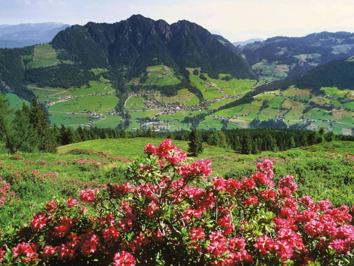 Urlaub im Alpbachtal Blumen