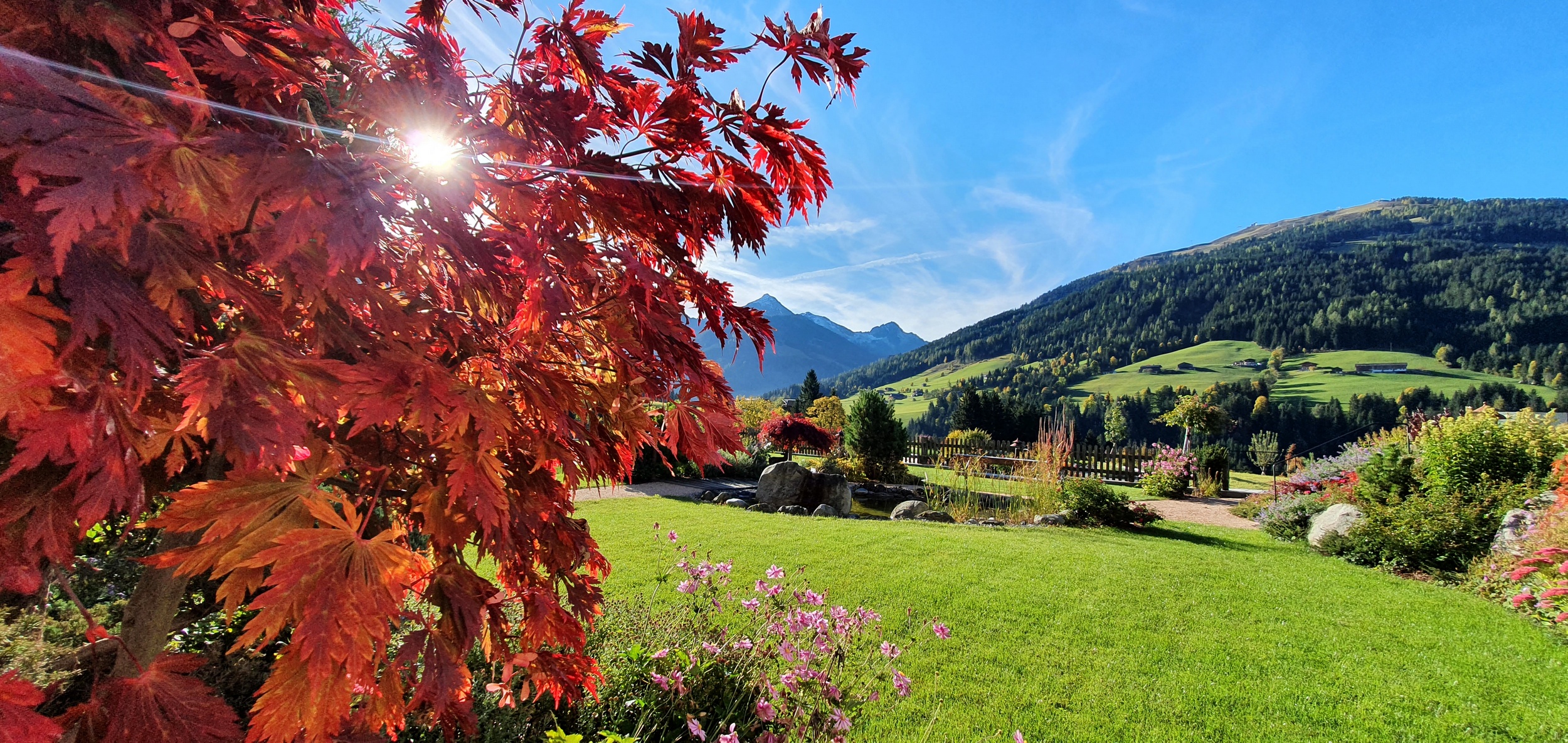 herbstlicher roter Ahornbaum im Garten mit Teich und Blick in die Berge