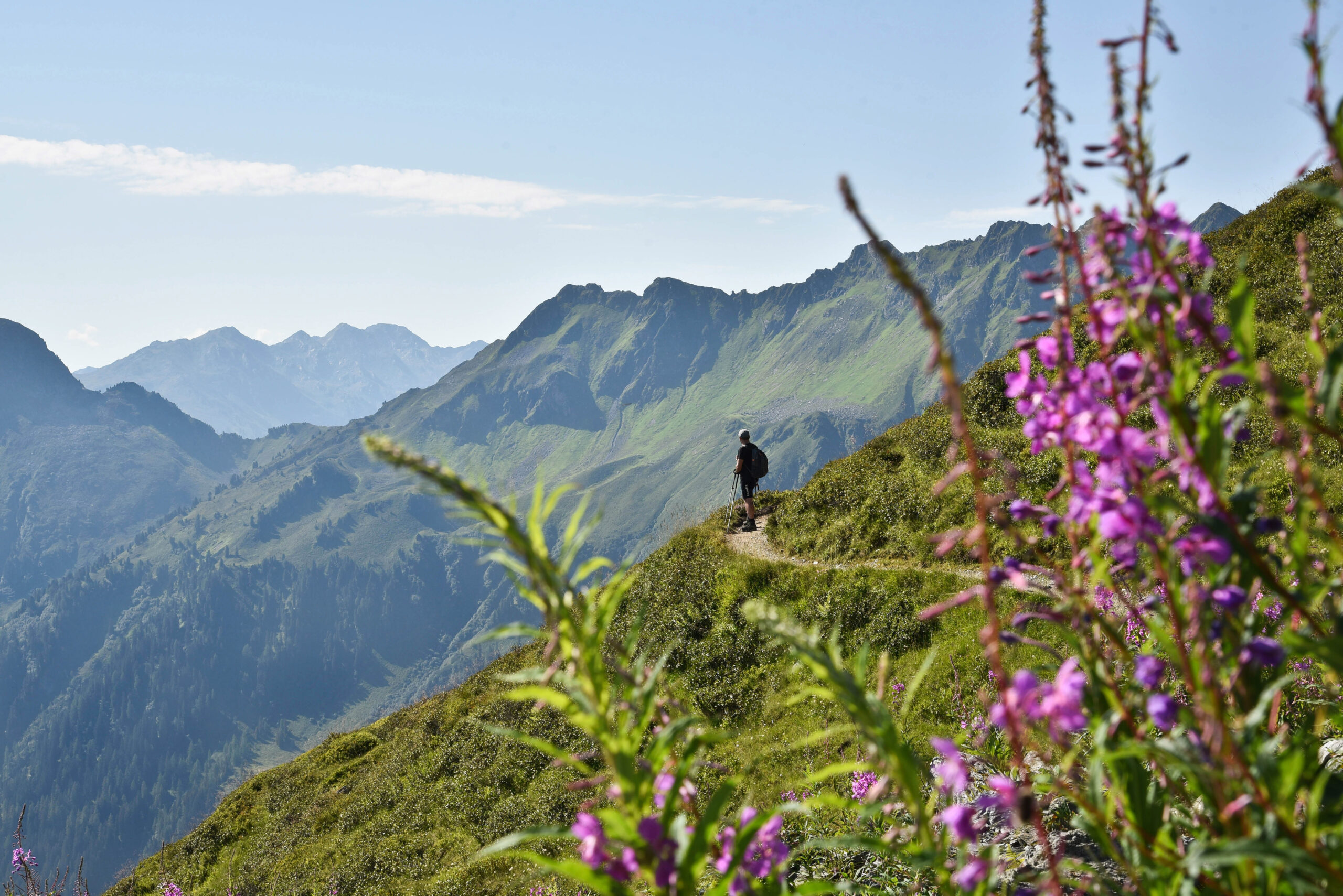 Hochgebirge mit grünen Bergfeldern und lila Blumen im Vordergrund