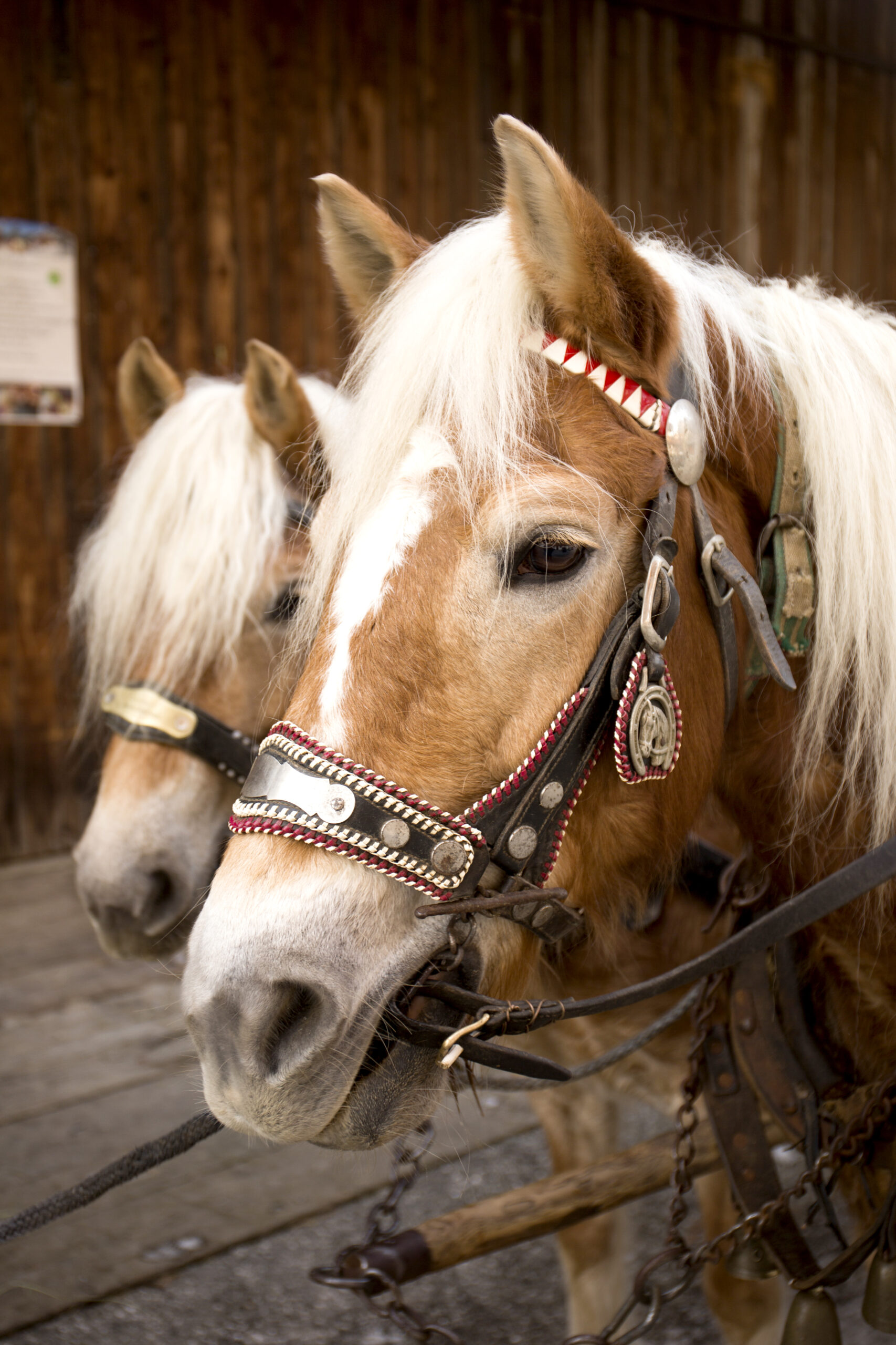 zwei Pferdeköpfe - Haflinger - im Geschirr für Pferdekutschenfahrt